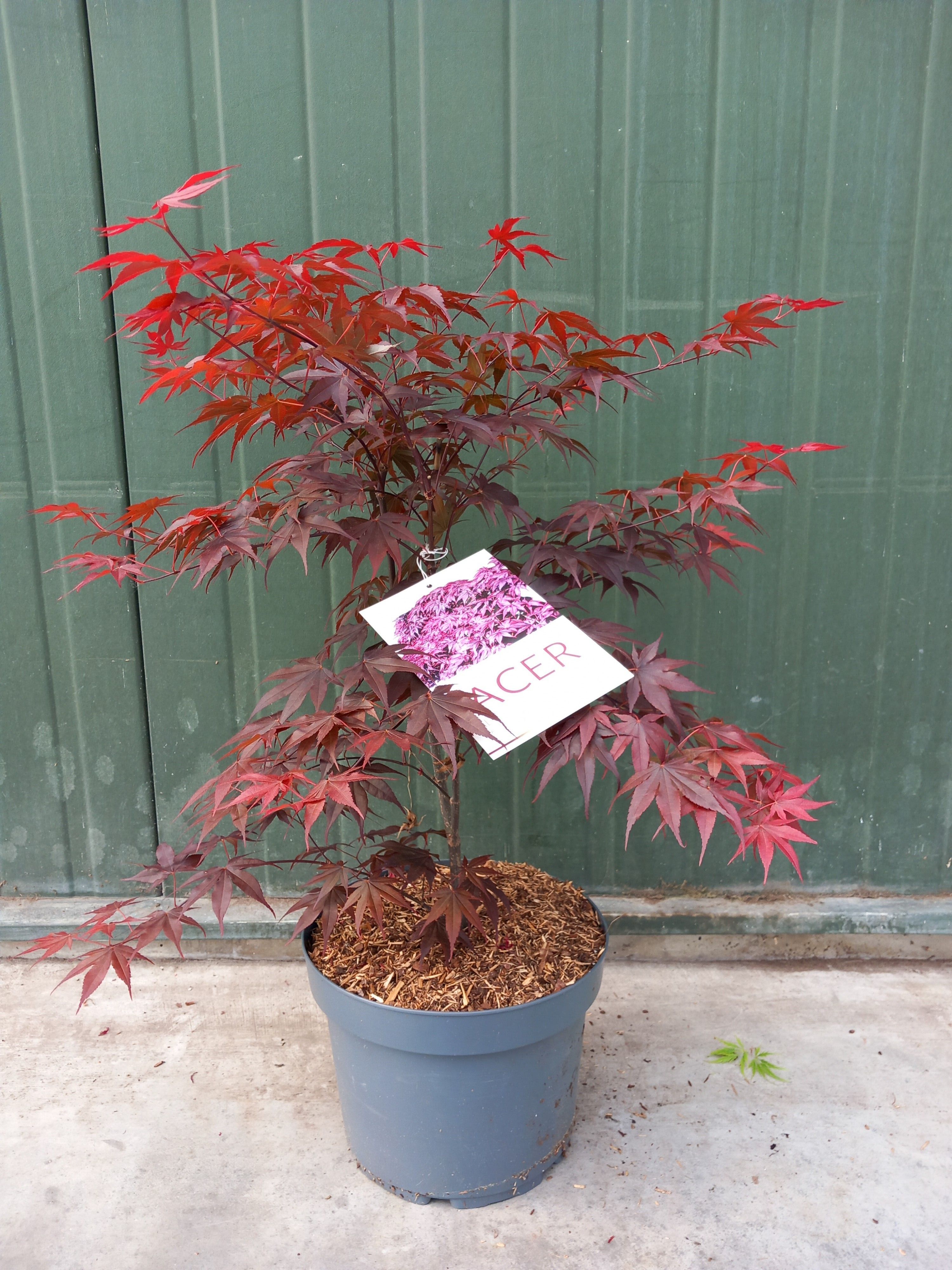 Picture of Acer palmatum Bloodgood