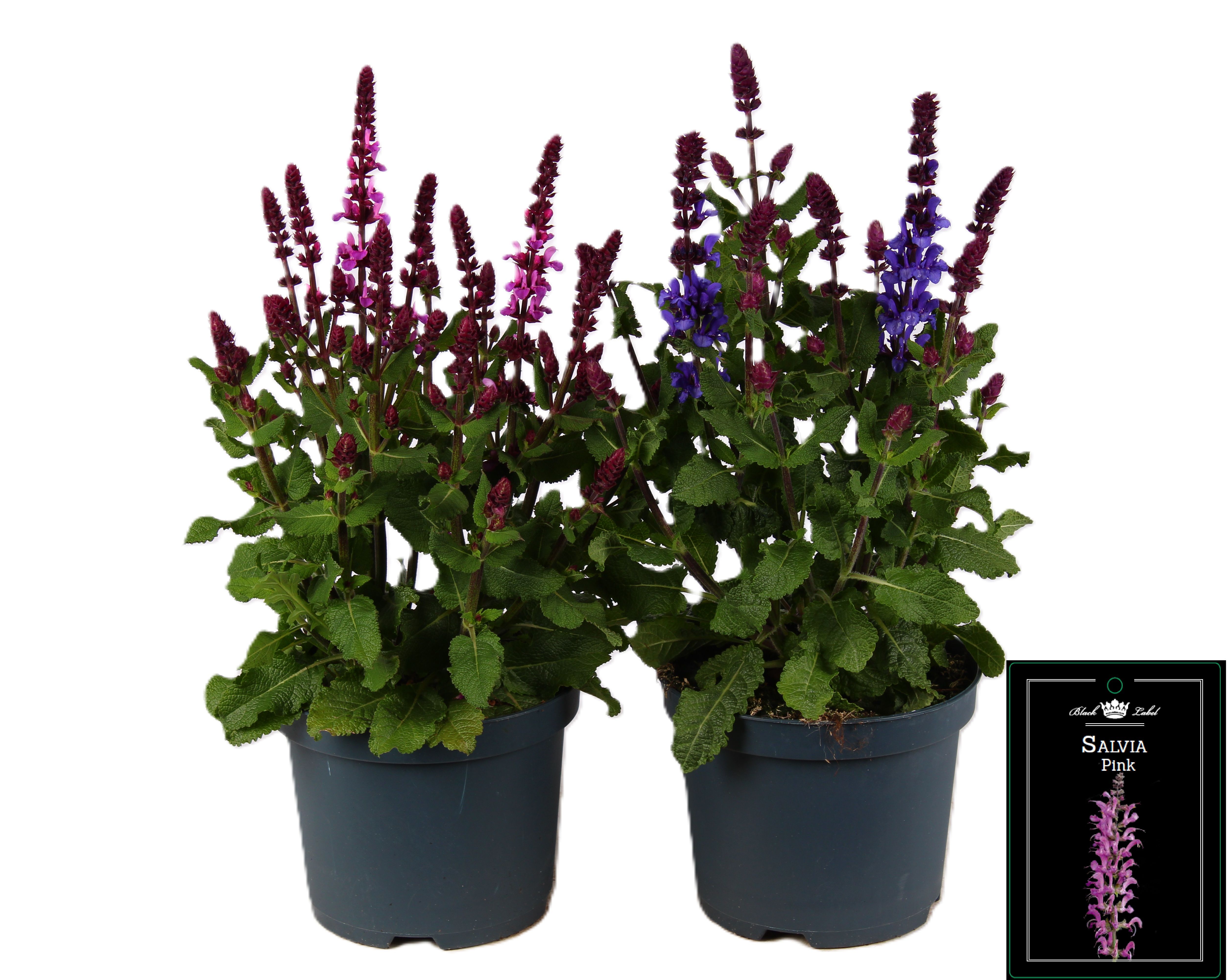 Picture of Salvia mixed-shelf