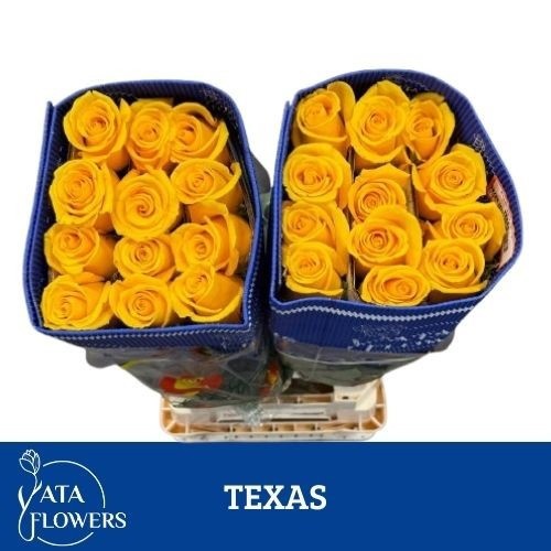 Rosa 60cm