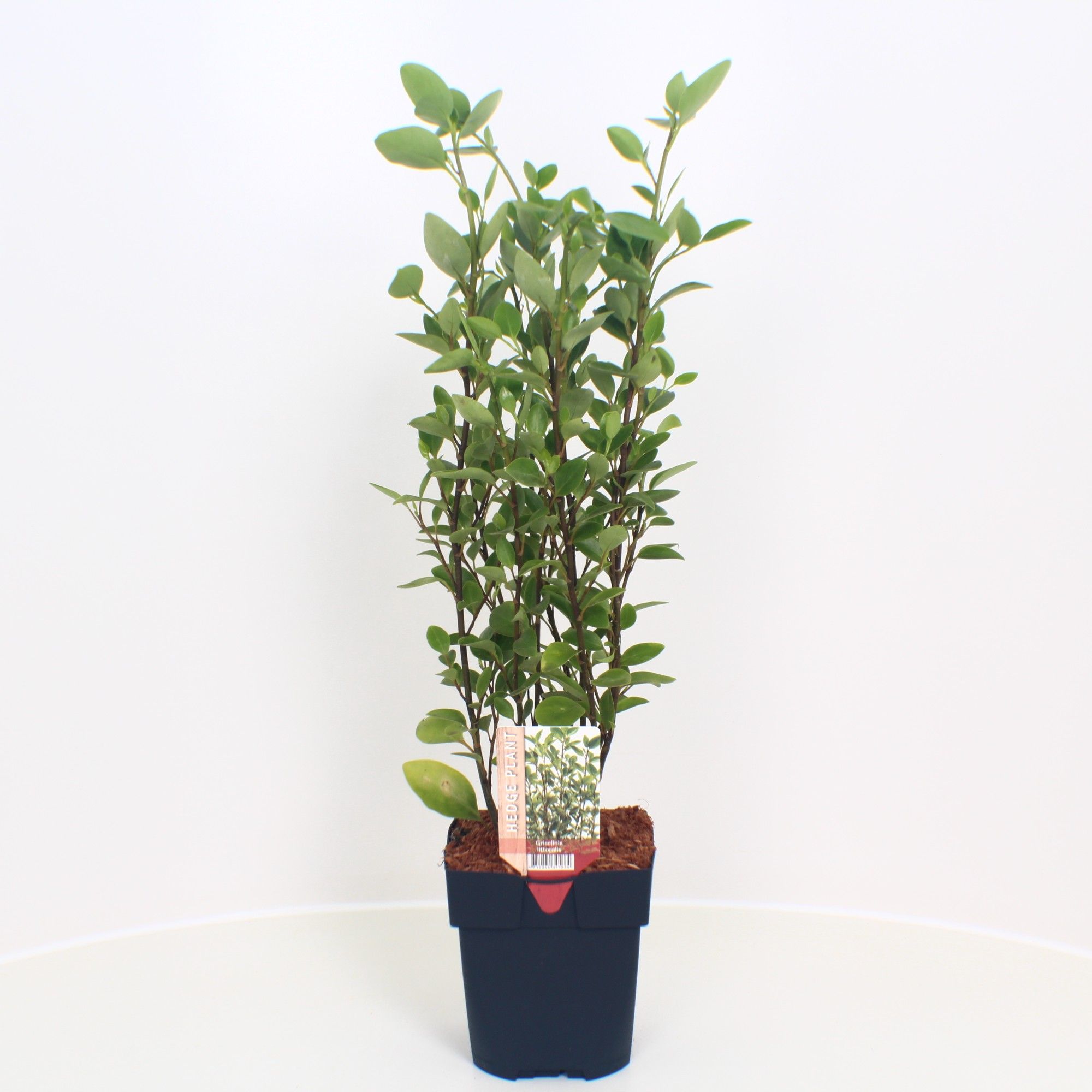 Picture of Griselinia littoralis