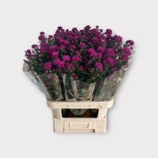 Aster Flash 80cm 21gram