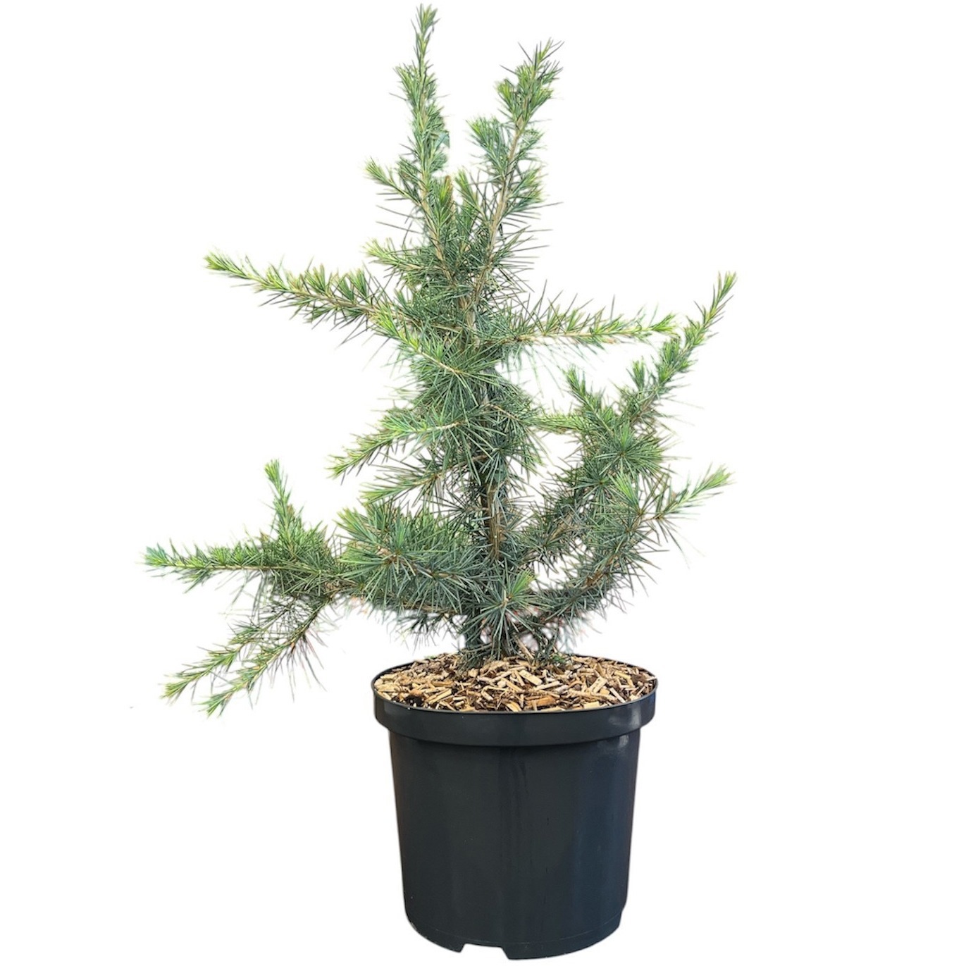 Cedrus deodara 'Mr Blue'