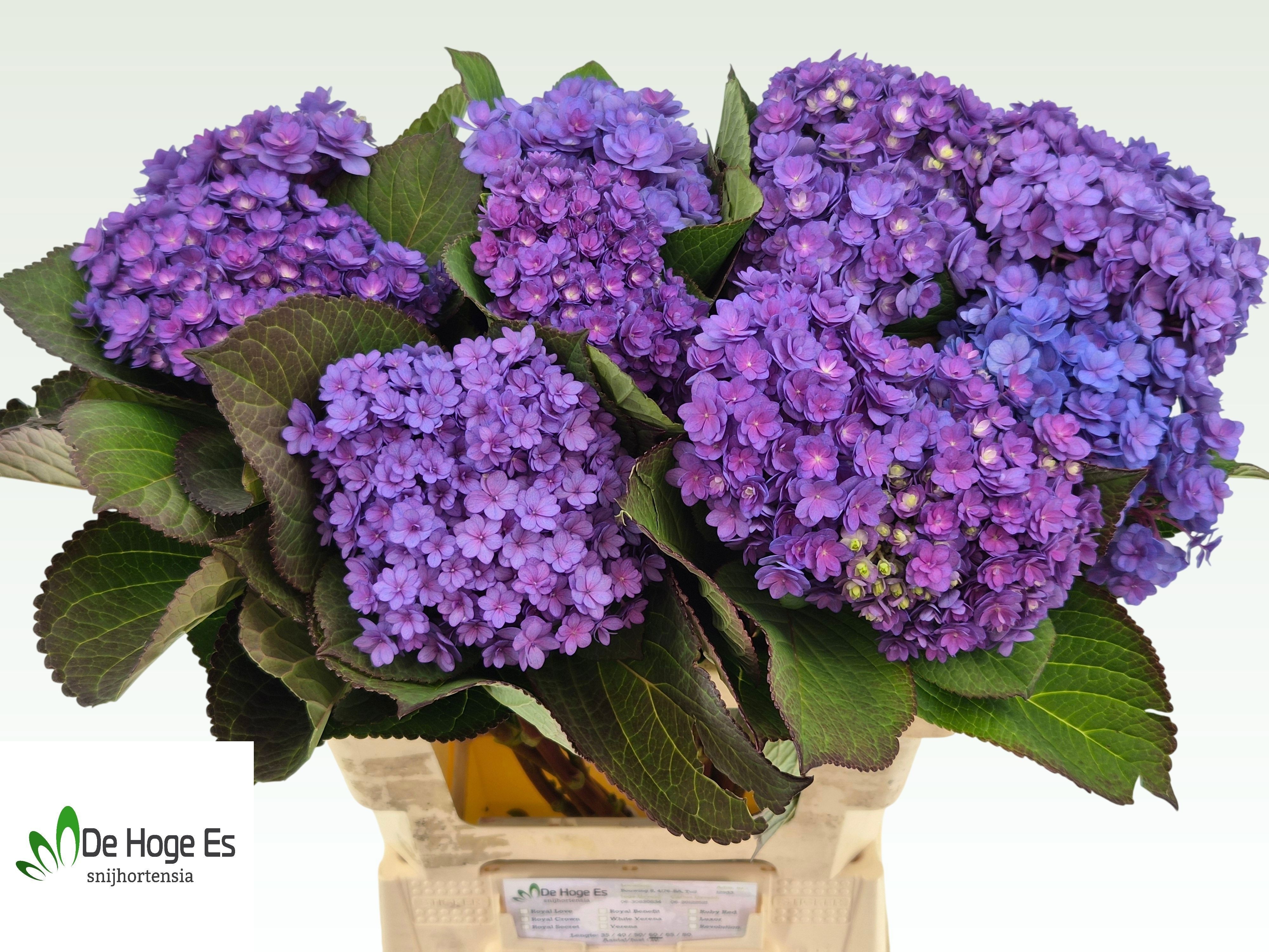 Hydrangea Beau Luxor Blue 60cm 16Ø