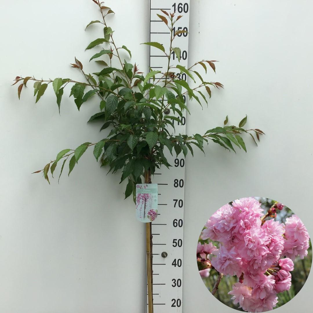 Picture of Prunus Kiku-shidare-zakura P26 (7.5 Ltr) 90cm