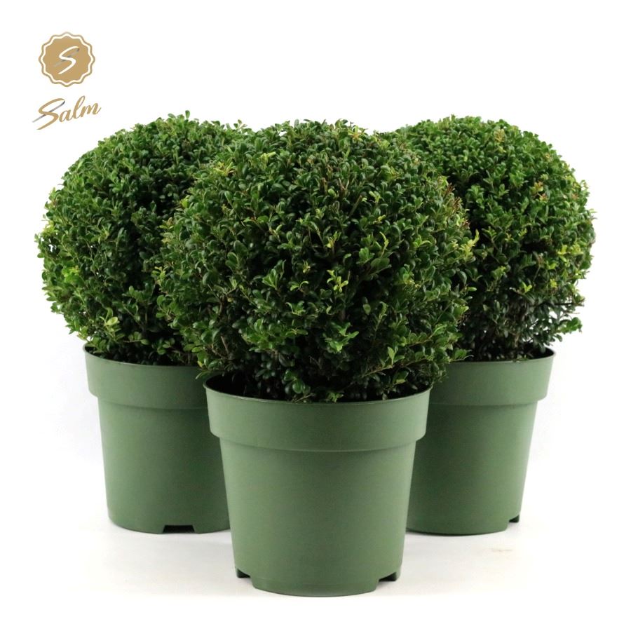 Picture of Ilex crenata P24 (6 Ltr) BALL-32 (LOOSE)