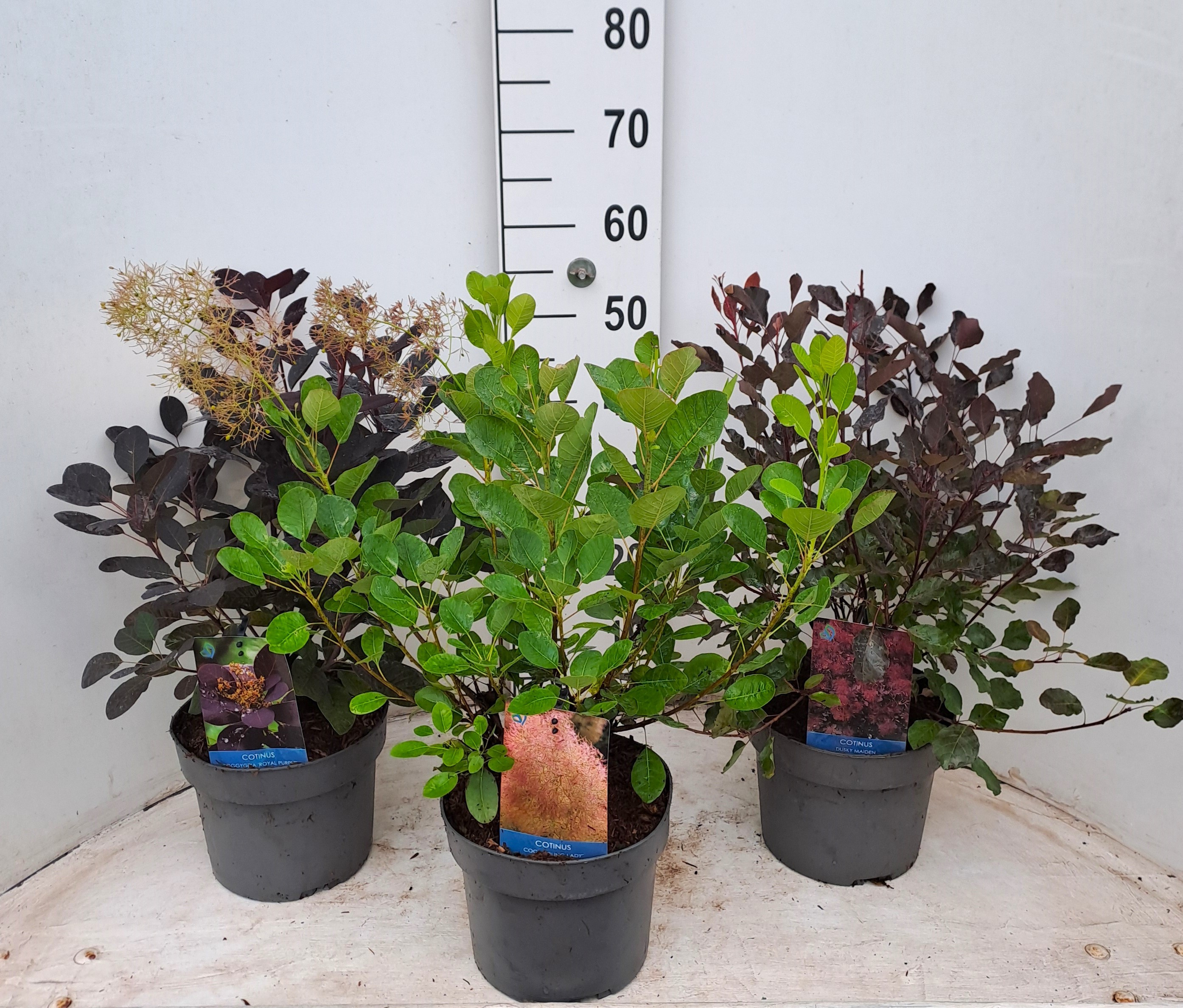 Picture of Cotinus cog. in 3 varieties P21 (4 Ltr) (LOOSE)