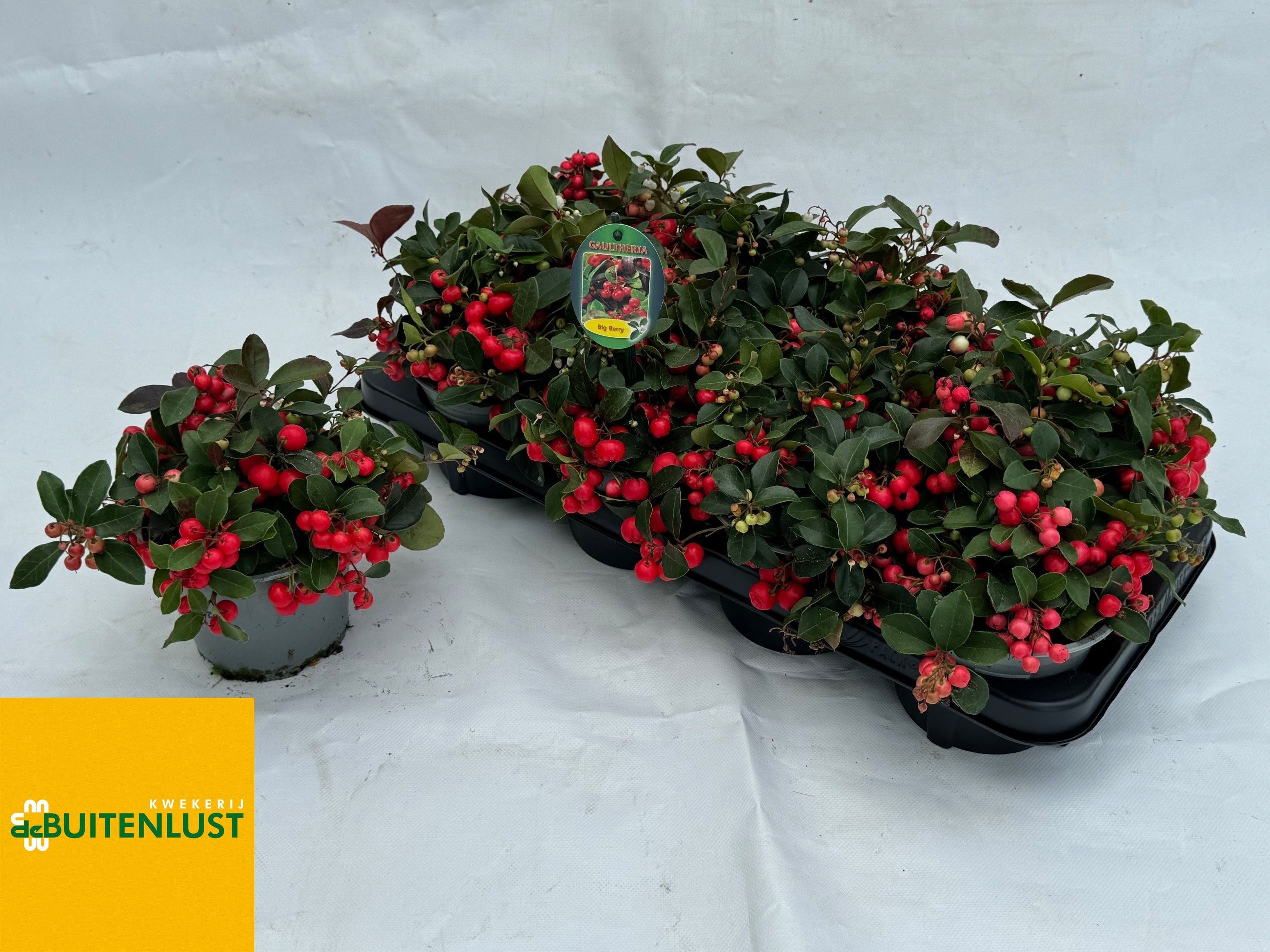 Gaulth Pr Big Berry 13Ø 20cm