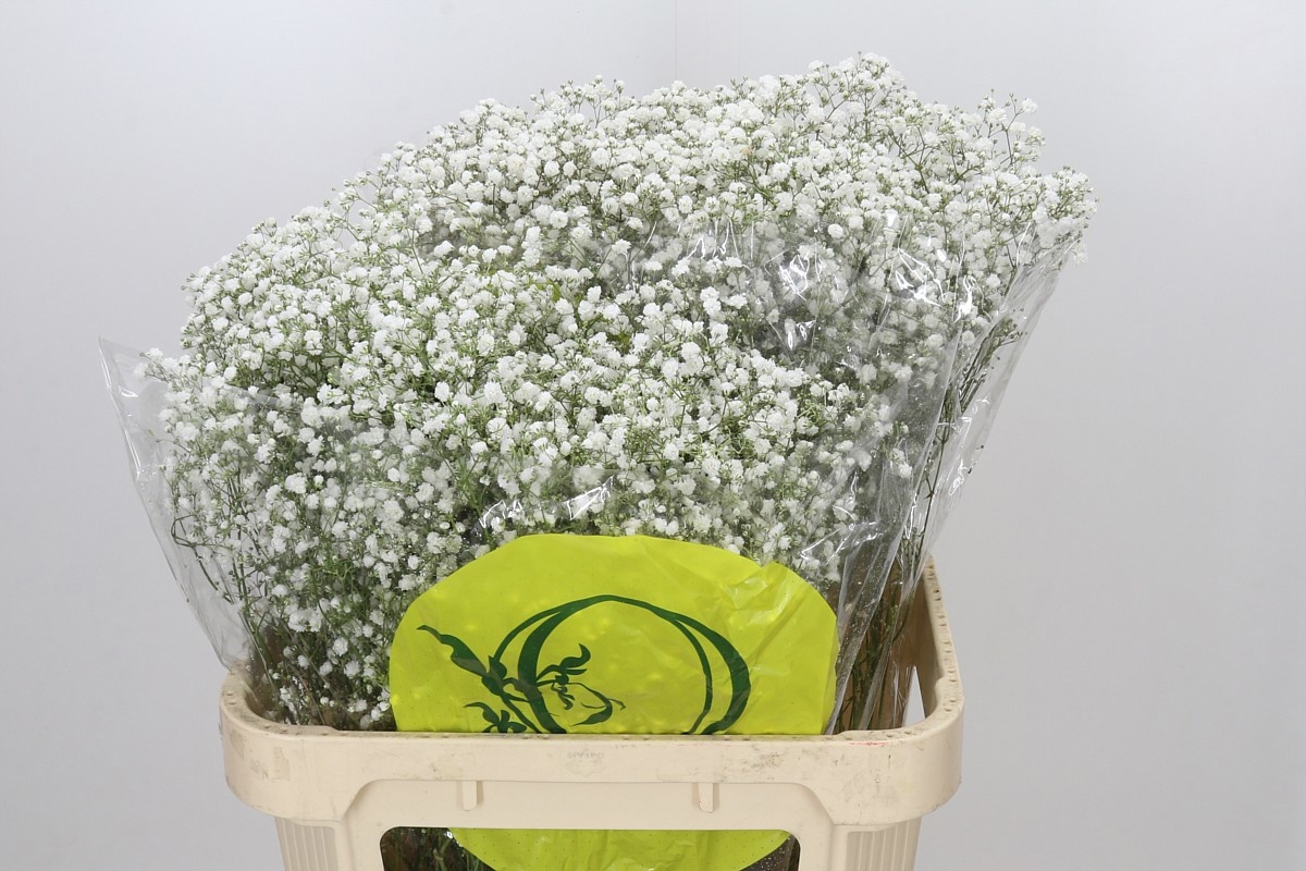 Gypsophila Xlence White 80cm 30gram