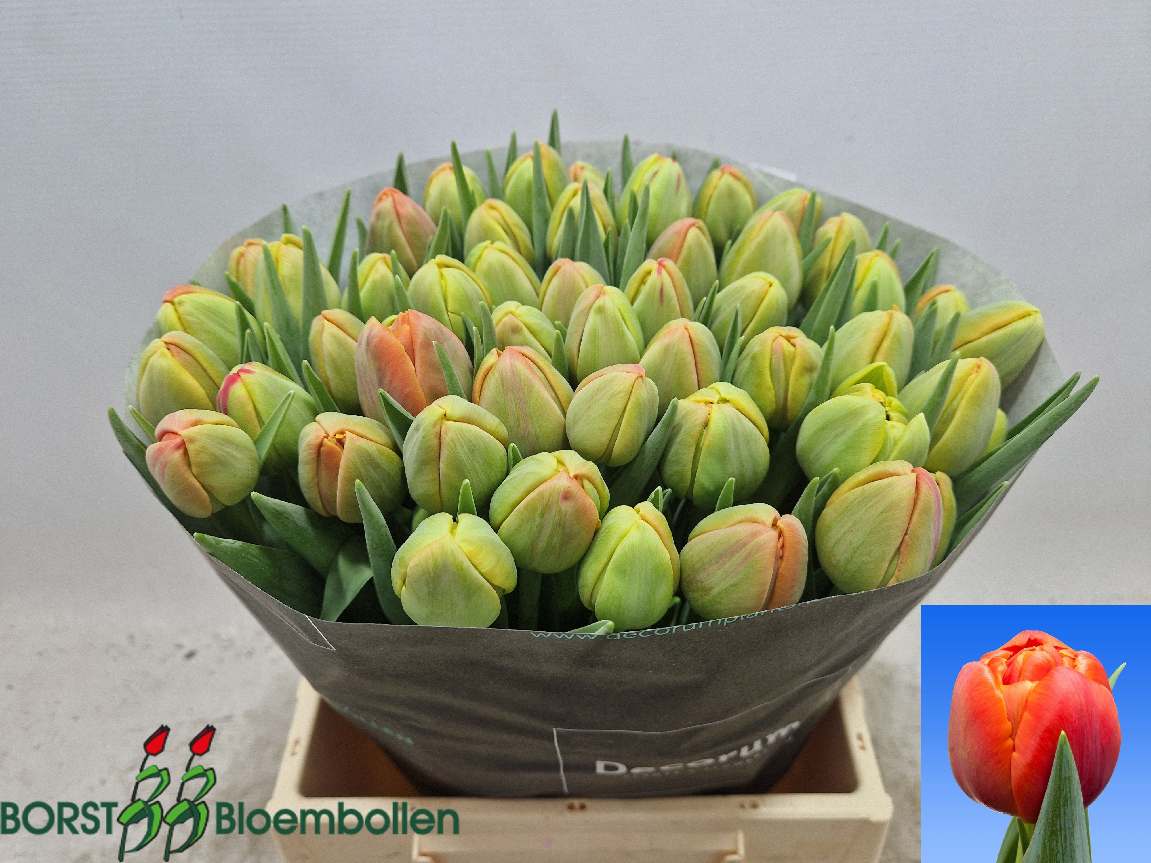 Tulipa Double Icoon 44cm 44gram
