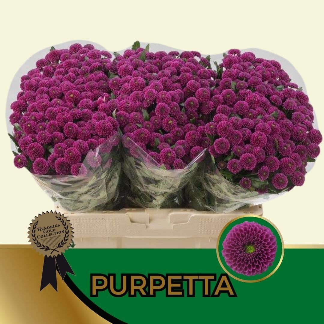 Chr S Aaa Purpetta