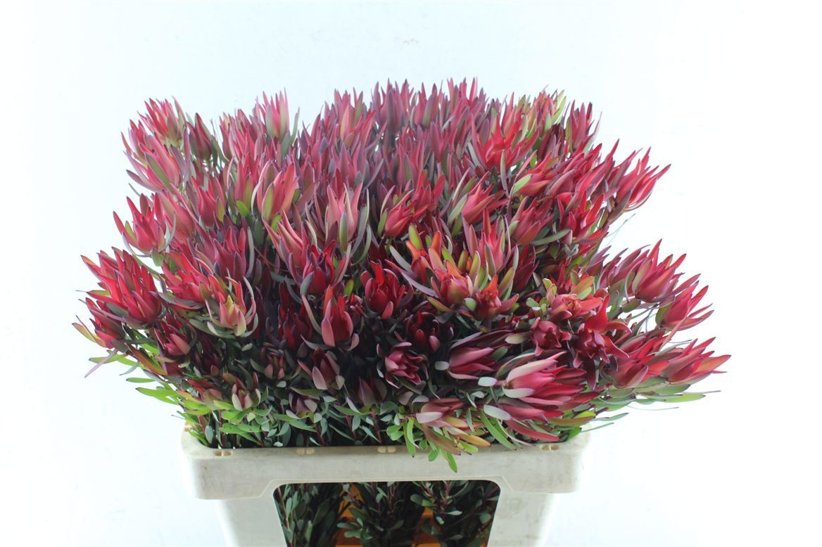 Leucadendron Sal Blush 60cm