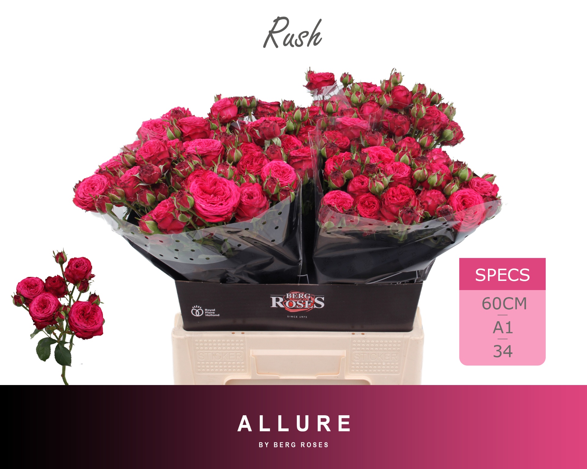 Rosa Spray Rush 60cm