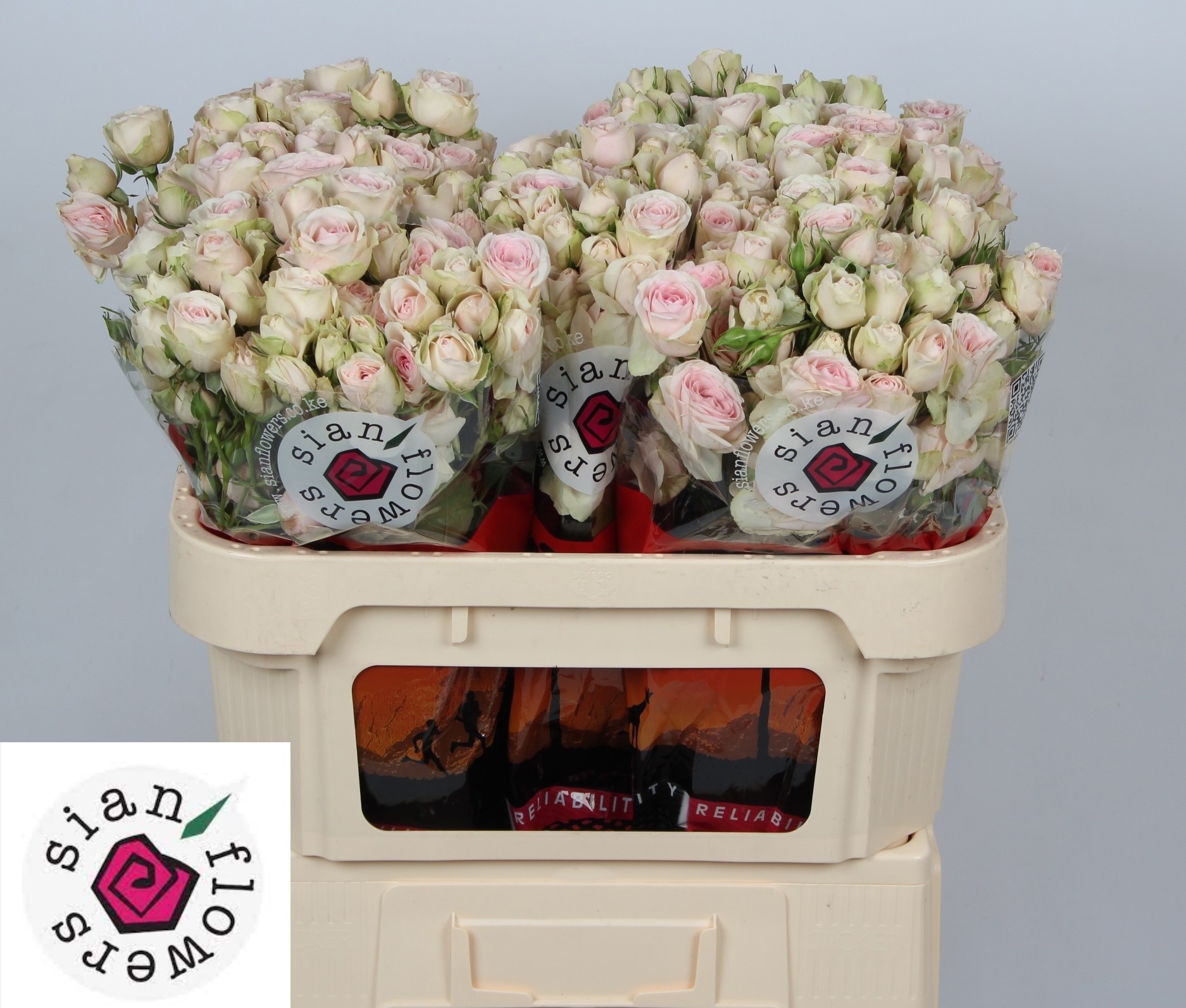 Rosa Spr Sweet Blossoms 70cm