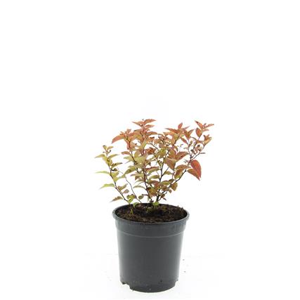 Picture of Spiraea jap. Firelight P14