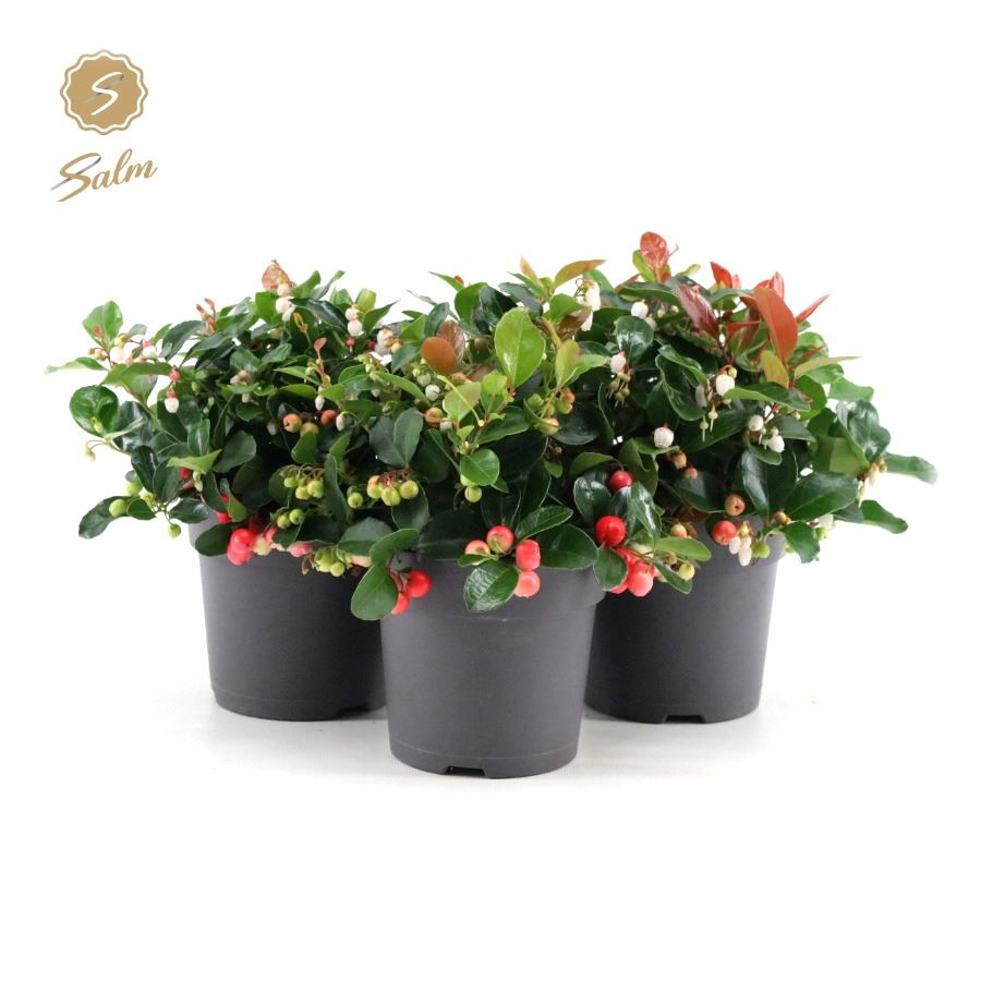 Picture of Gaultheria pr. Big Berry P12