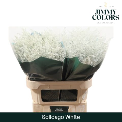 Solidago L70 White