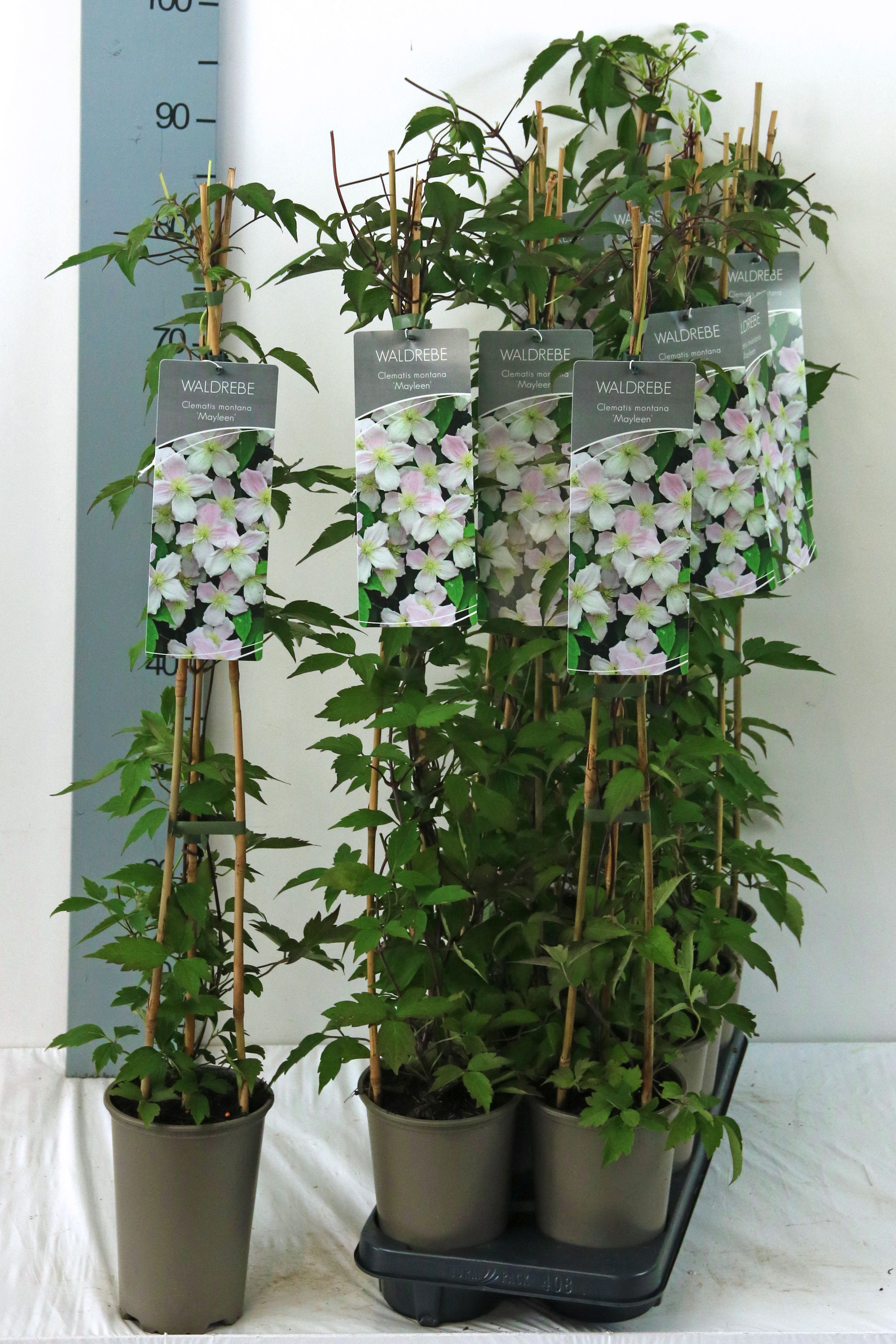 Clematis 'Mayleen'
