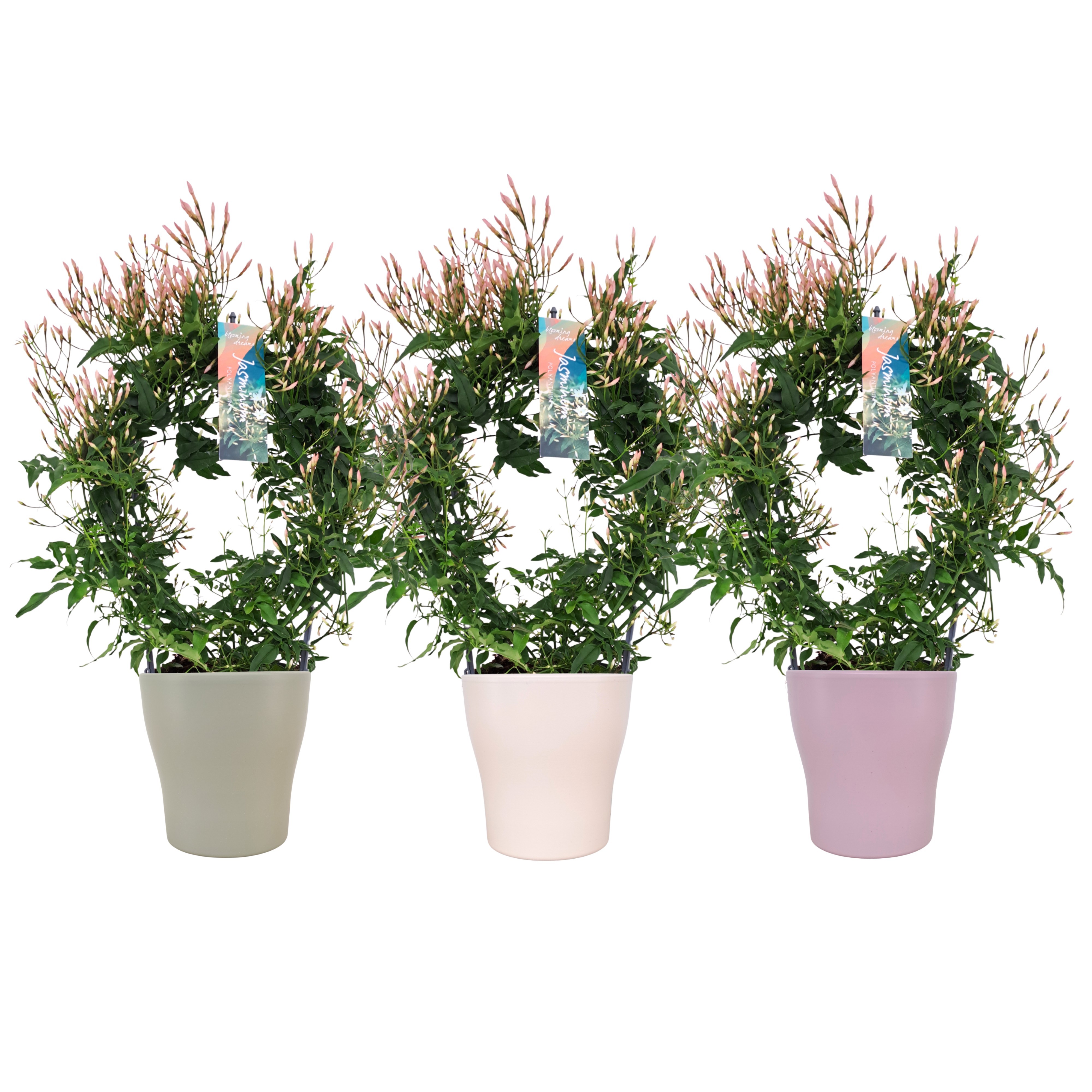 Jasminum boog keramiek voorjaar mix (Jasmijn)