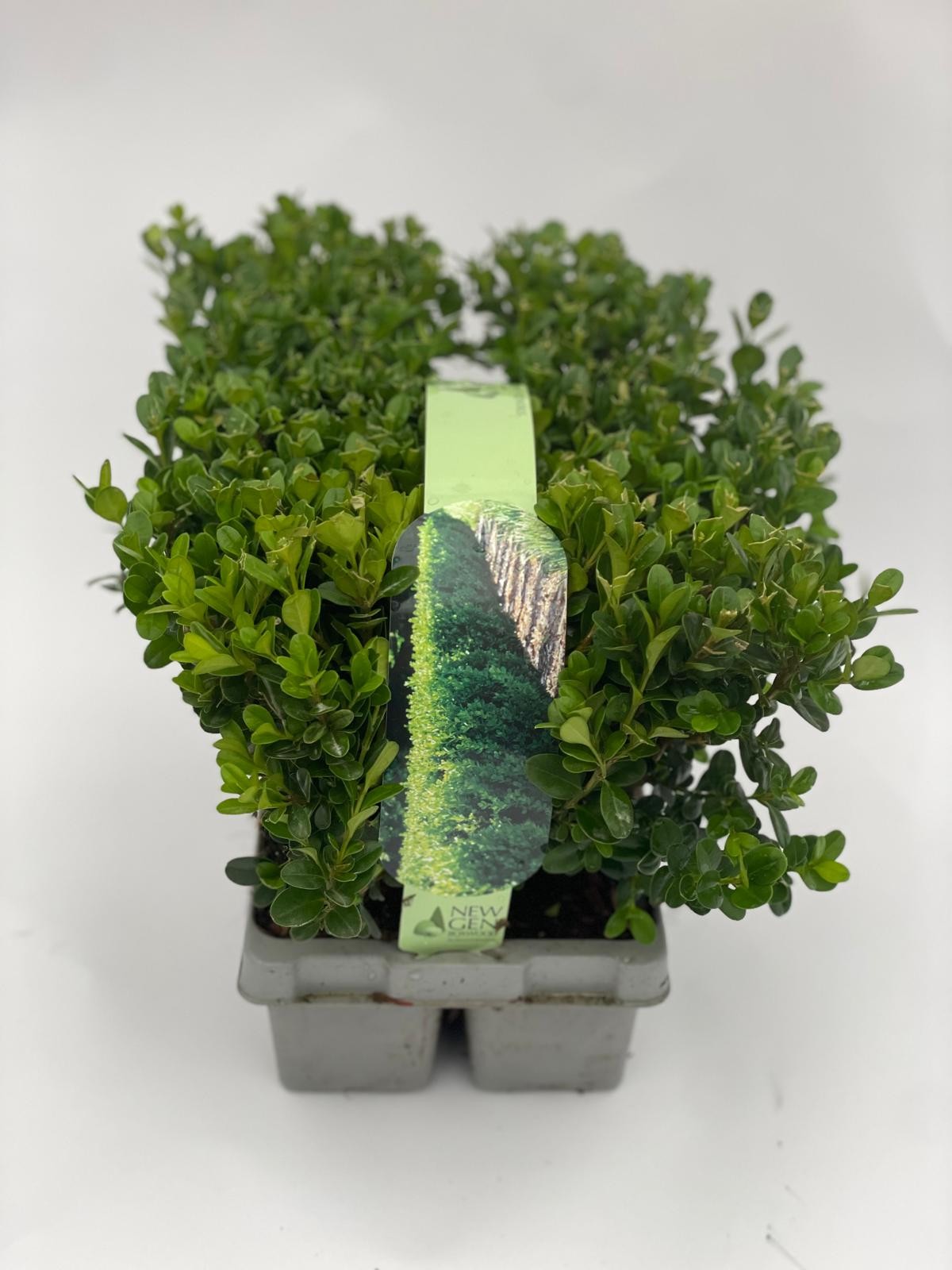Buxus Newgen Freedom 6-pack
