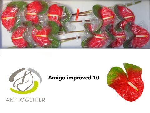 Anth A Amigo Improve