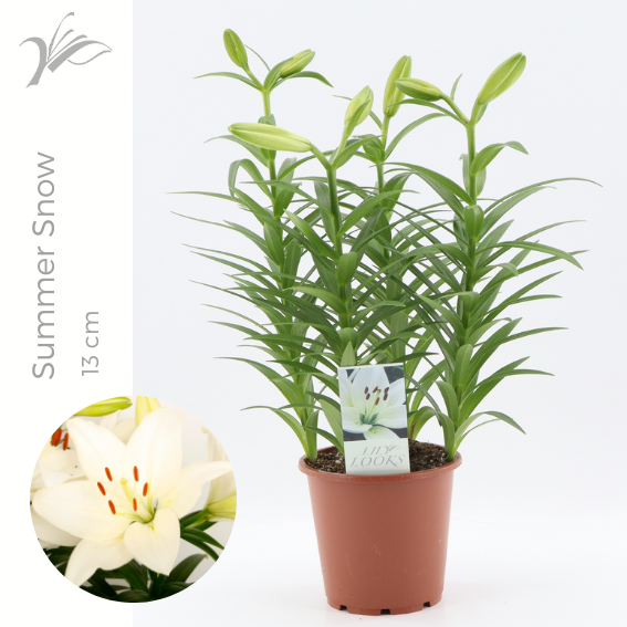 Lilium Summer Snow 13 Cm (la Lelie)