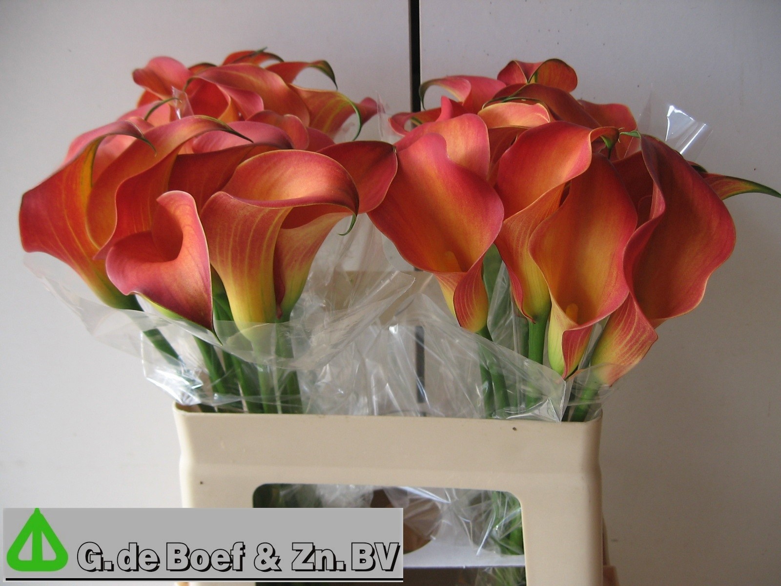 Calla Morning Sun 55cm