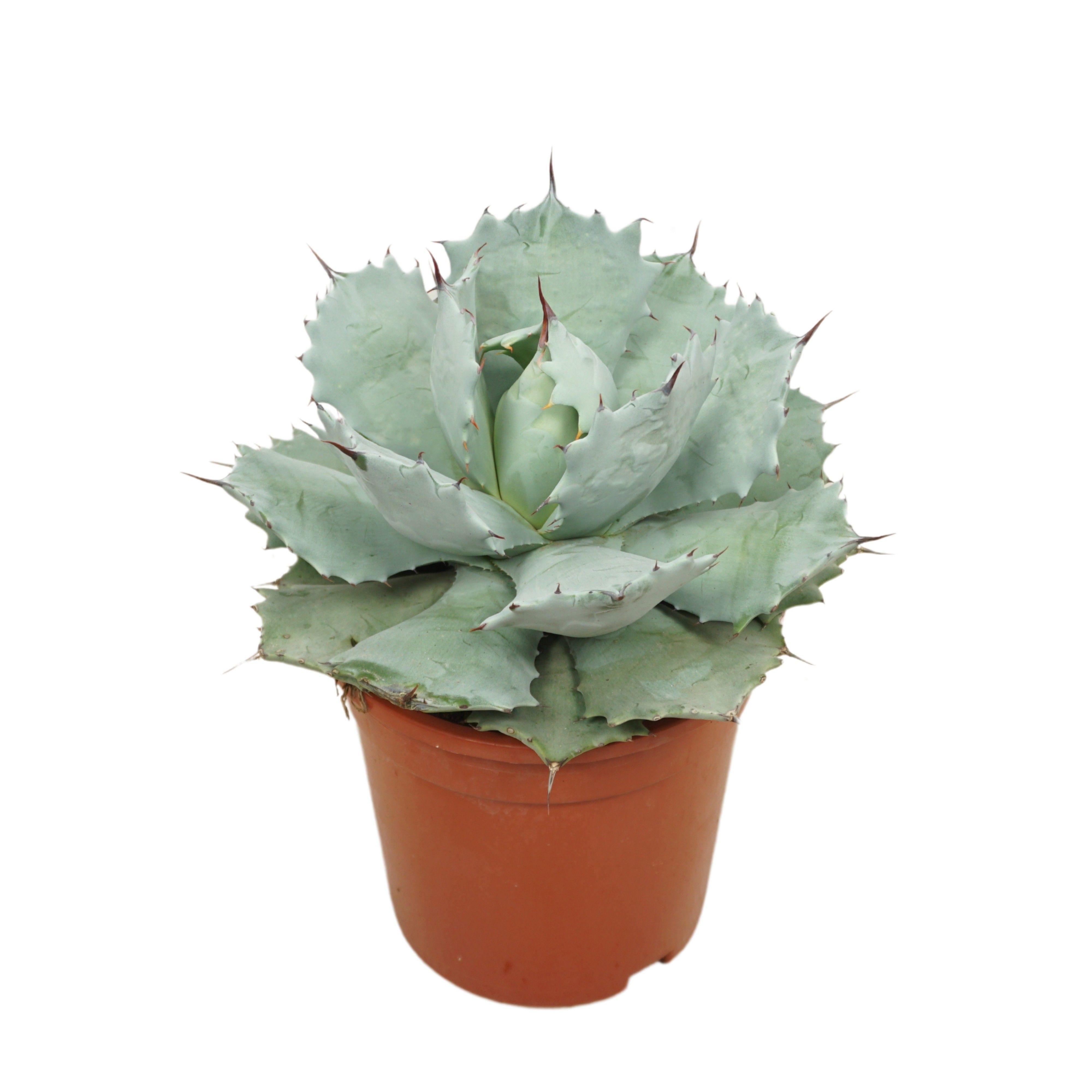 Agave potatorum