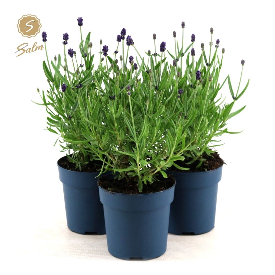 Picture of Lavandula ang. 'Felice'® Collection P10,5