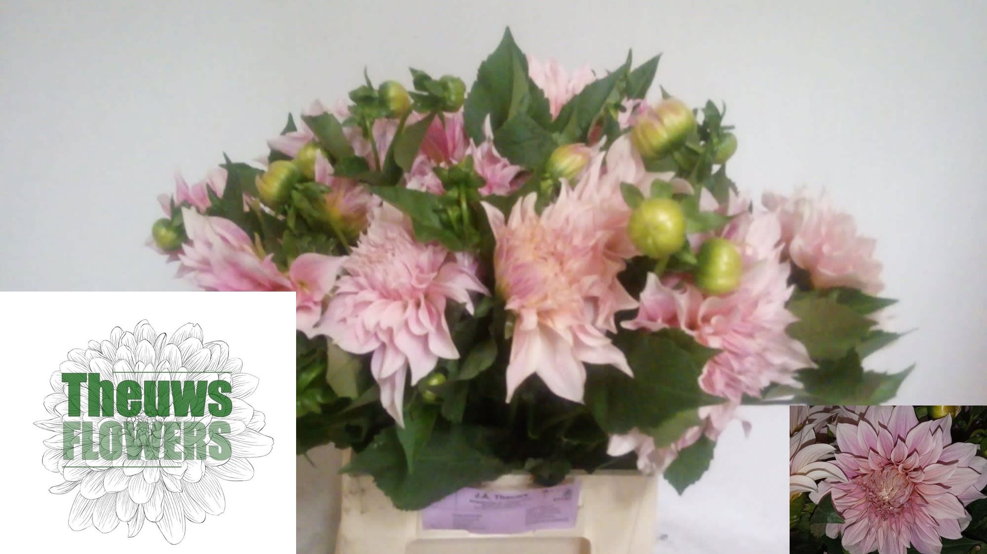 Dahlia Cafe Au Lait 50cm