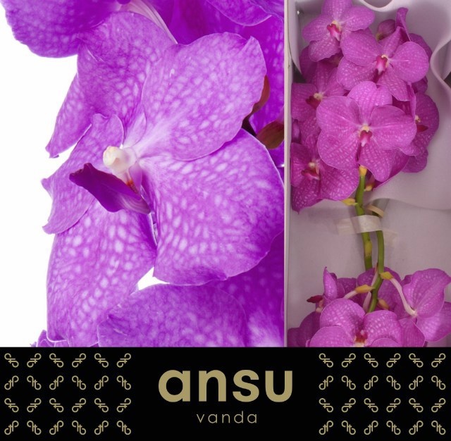 Vanda Ni Hot Fuchsia