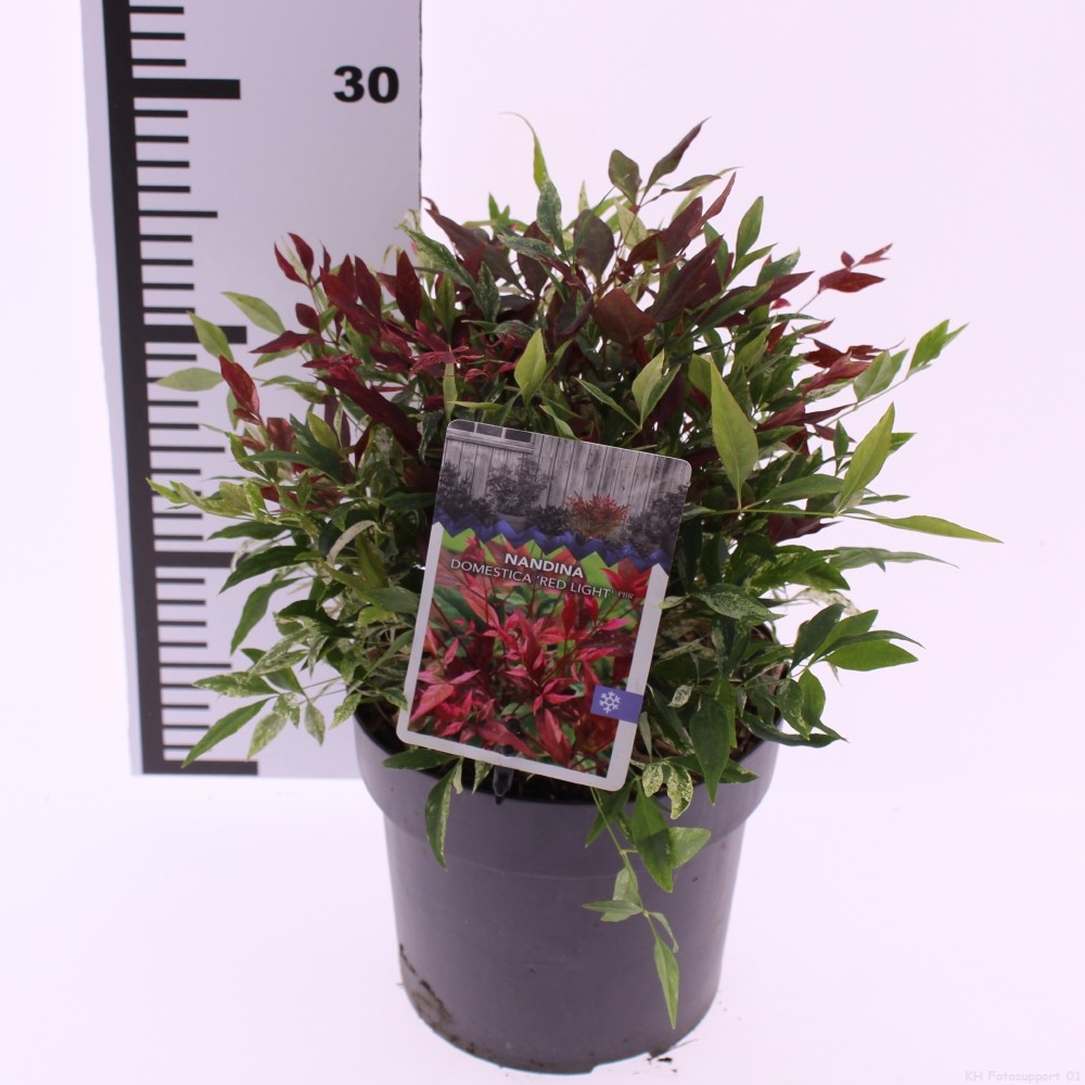 Picture of Nandina domestica Red Light P17 (2 Ltr)