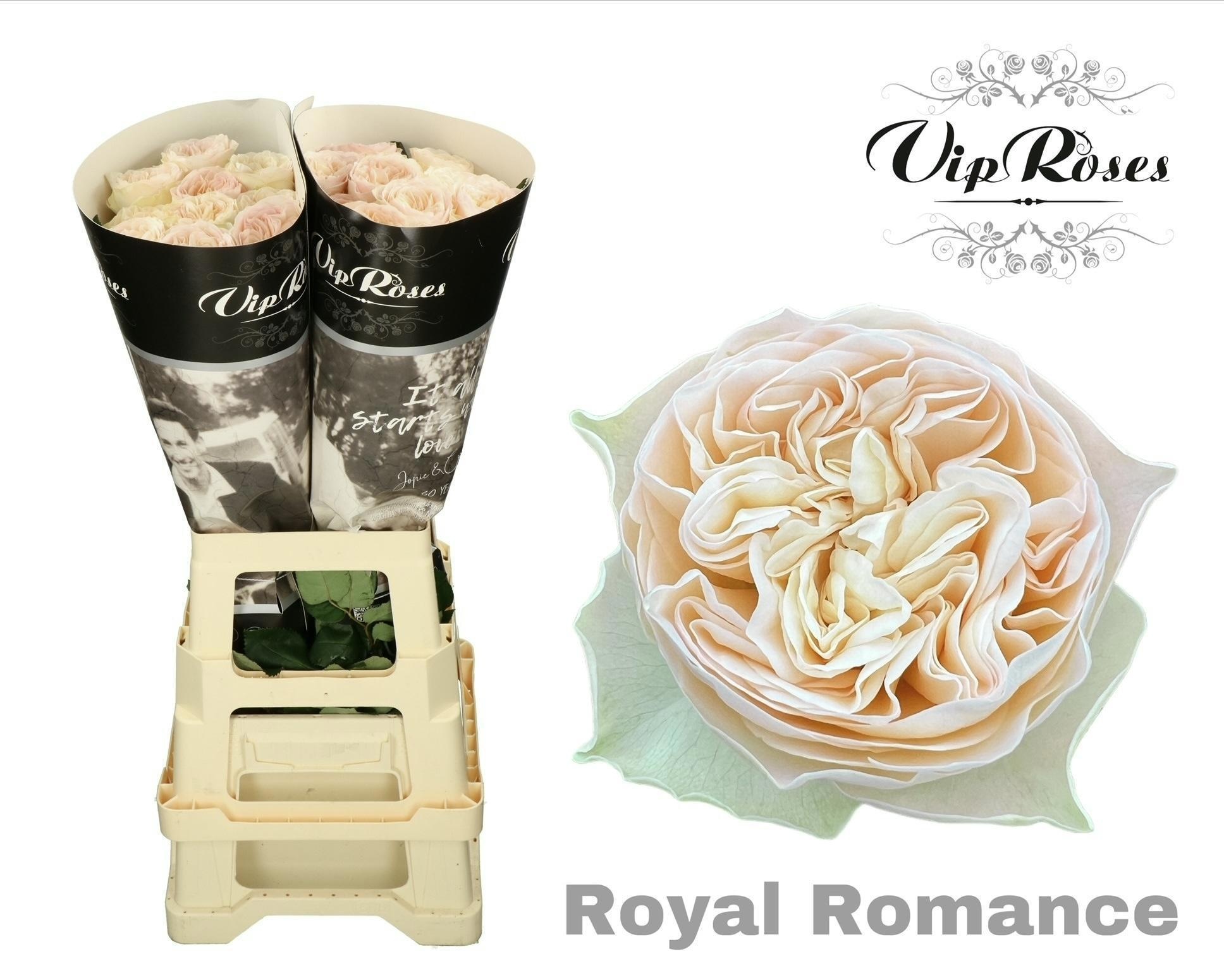 R Gr Royal Romance
