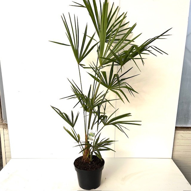 Picture of Trachycarpus fortunei C10 100/120