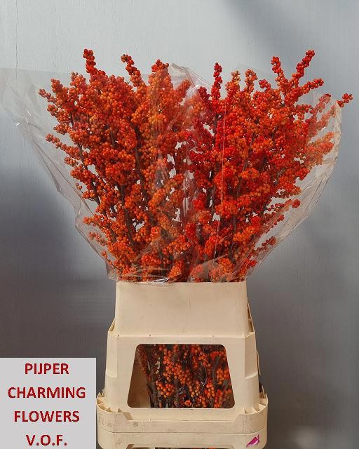 Ilex Winter Gold 140cm