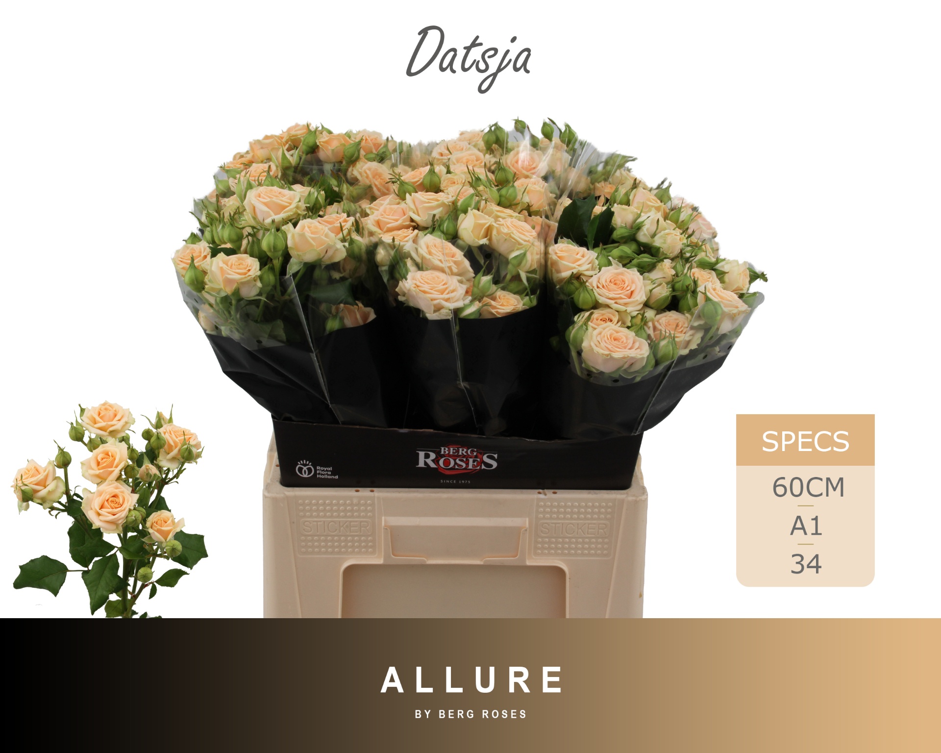 R Tr Datsja 60cm
