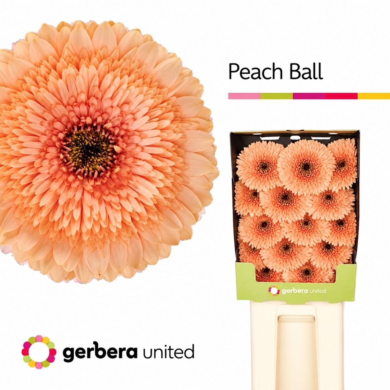 Gerbera Pomponi Peach Ball Diamond