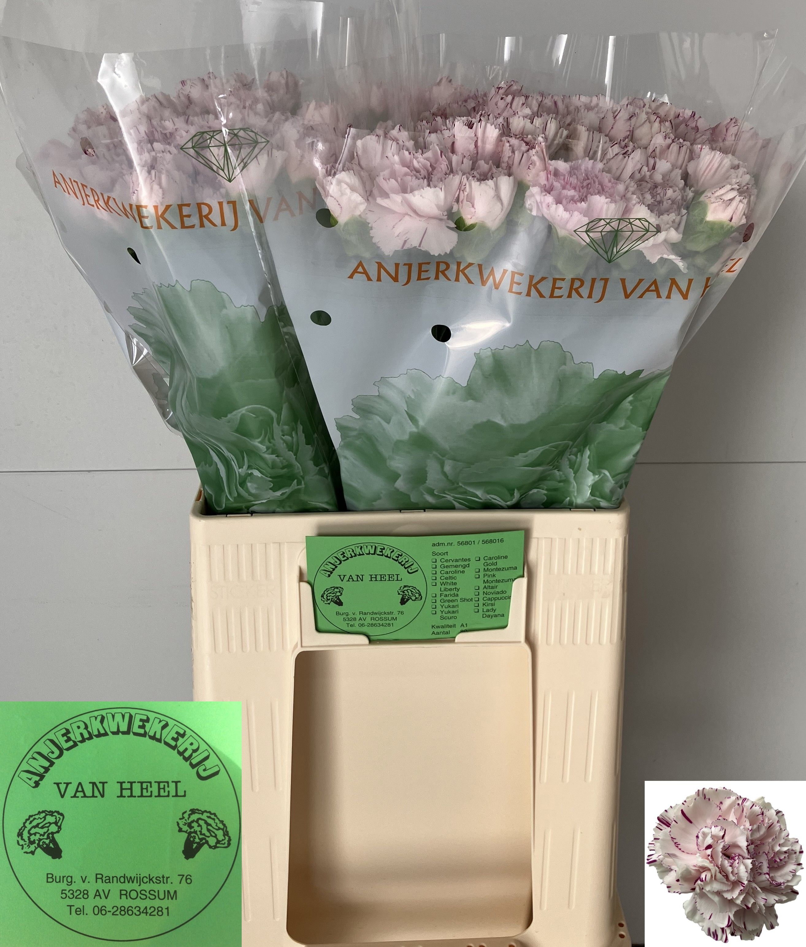 Dianthus St Yukari 60cm