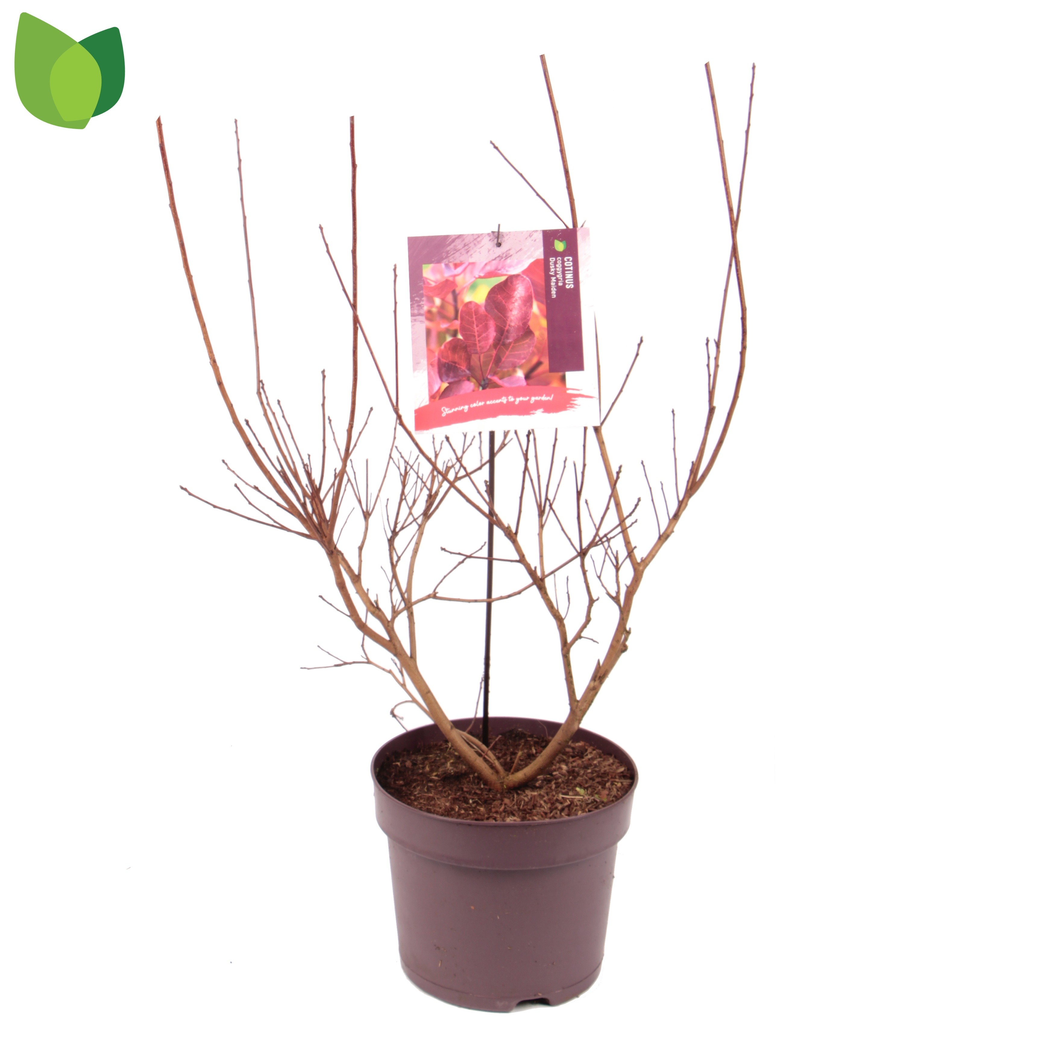 Picture of Cotinus coggygria Dusky Maiden P26 45cm (LOOSE)