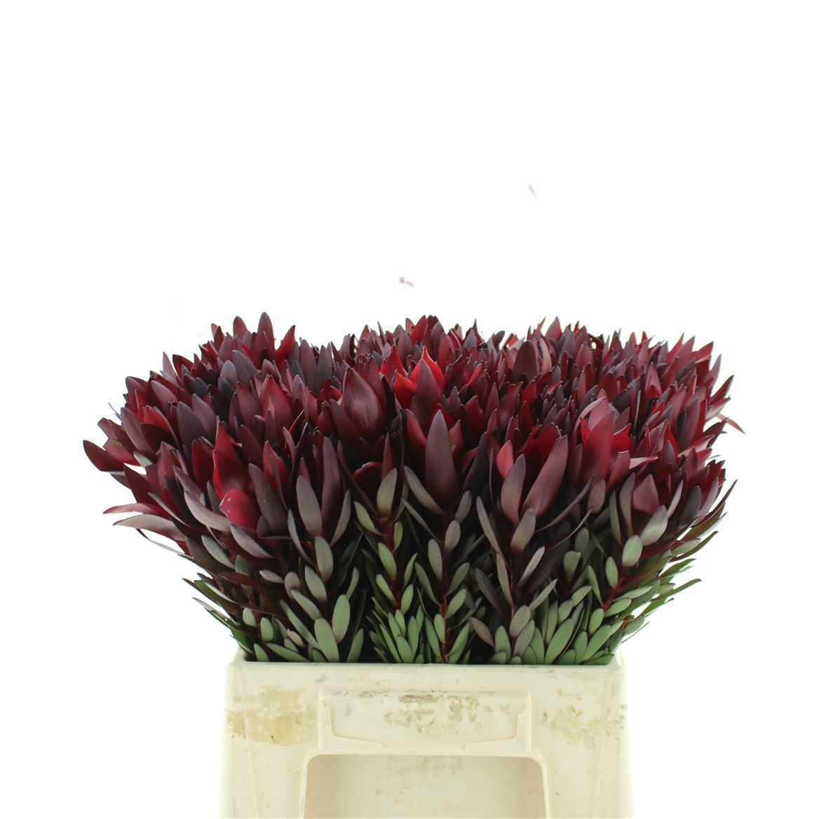 Leucadendron Safari Sunset 50cm
