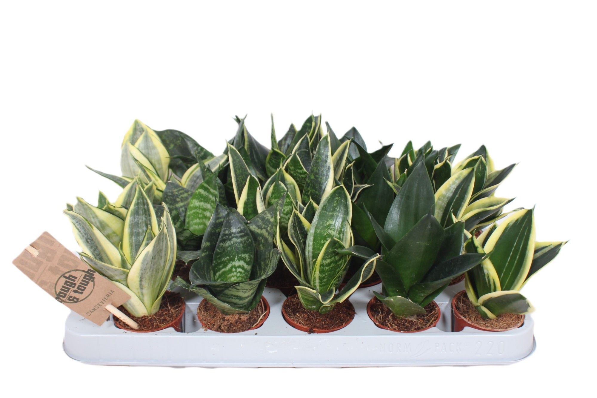 Sansevieria trifasciata 'Hahnii' | Hamiplant