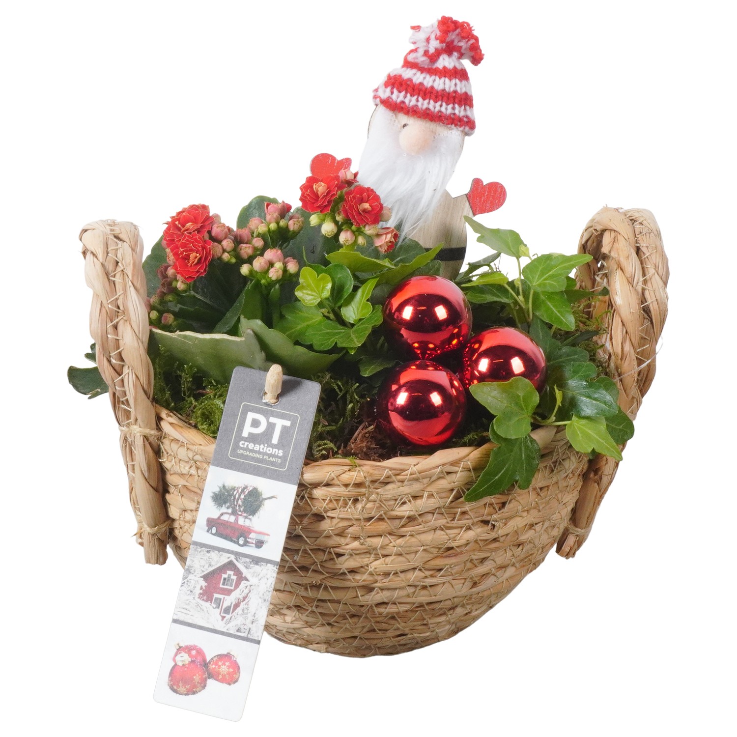 Picture of PTKB9325 Arrangement X-Mas in grass basket P15 20CM