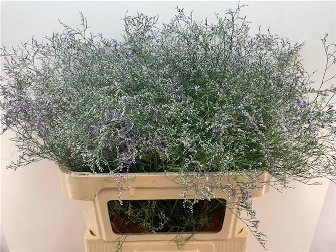Limonium Beltlaard 80cm 40gram