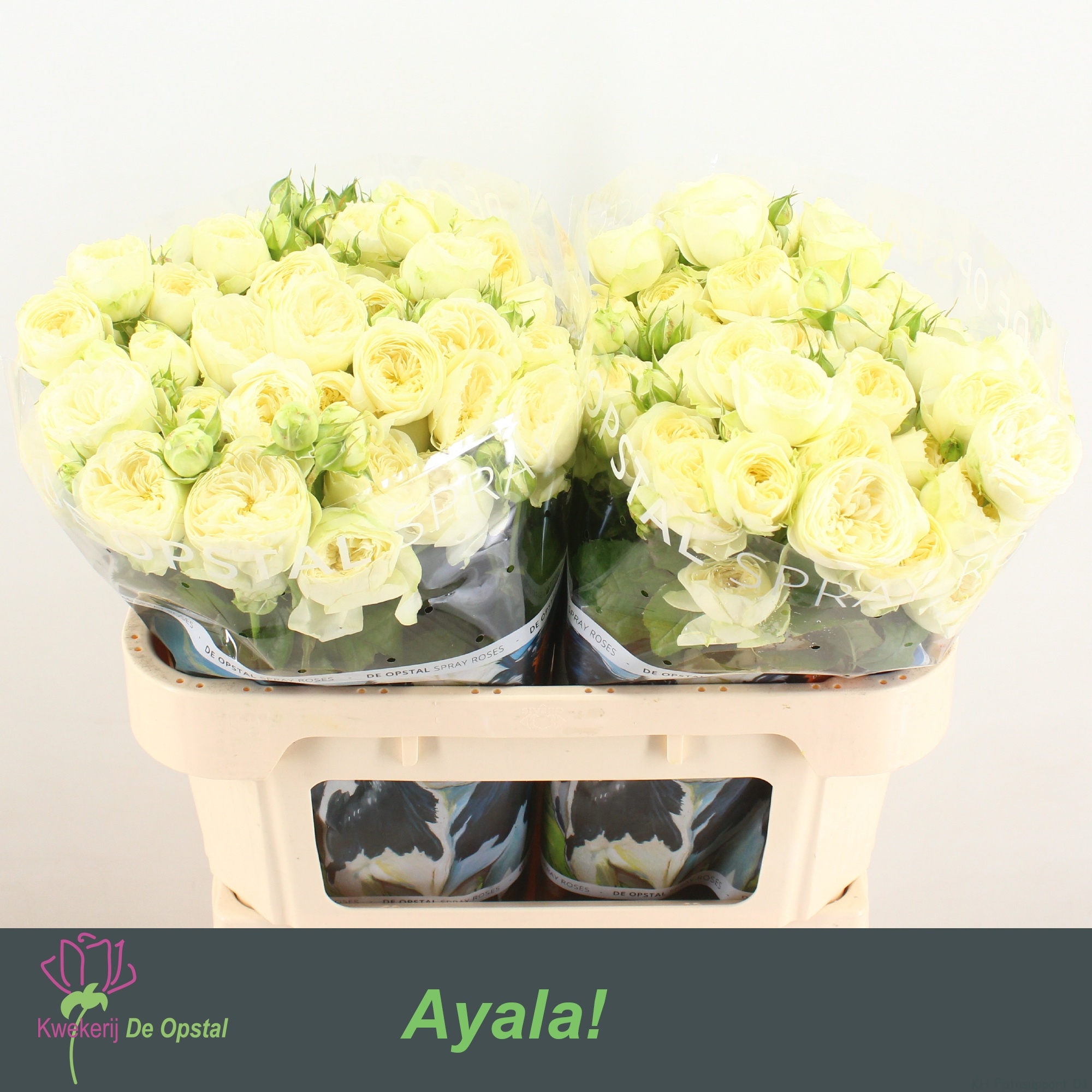 R Tr Ayala!