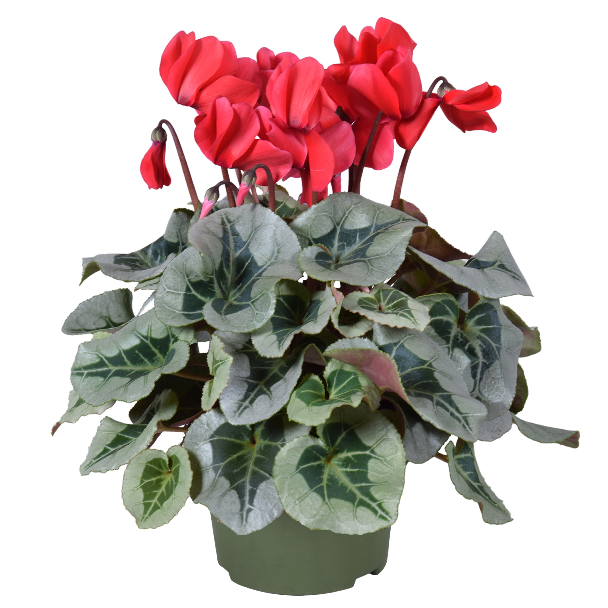 Picture of Cyclamen Metalis Decora Red P13 35CM