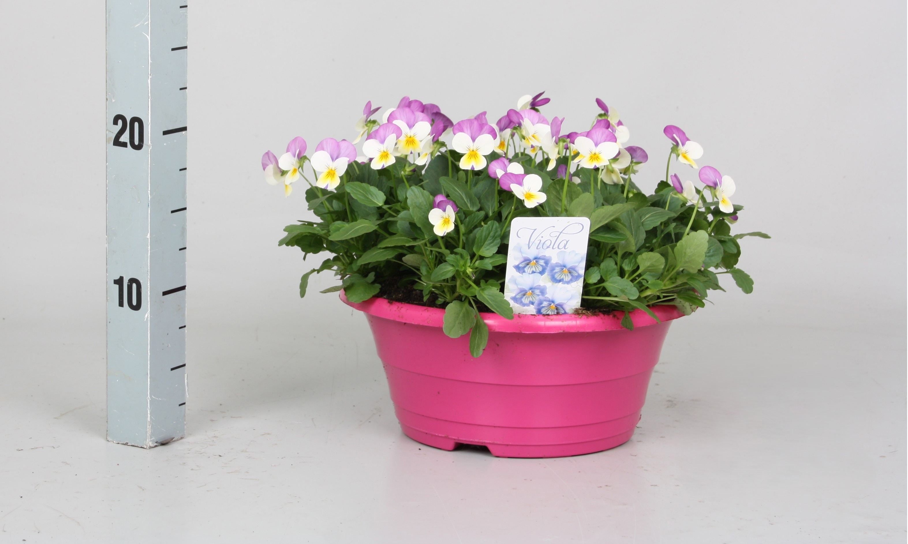 Vio Co P P Pink Face 23P 15H