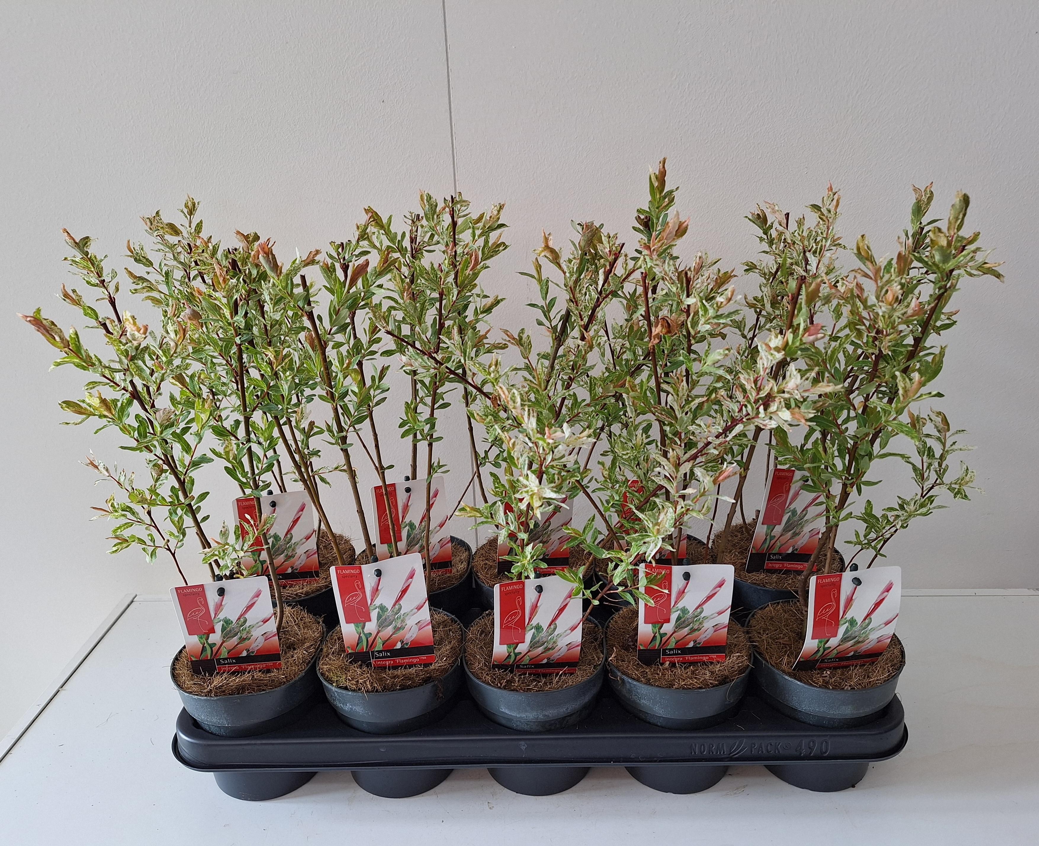 Picture of Salix Flamingo bush p12