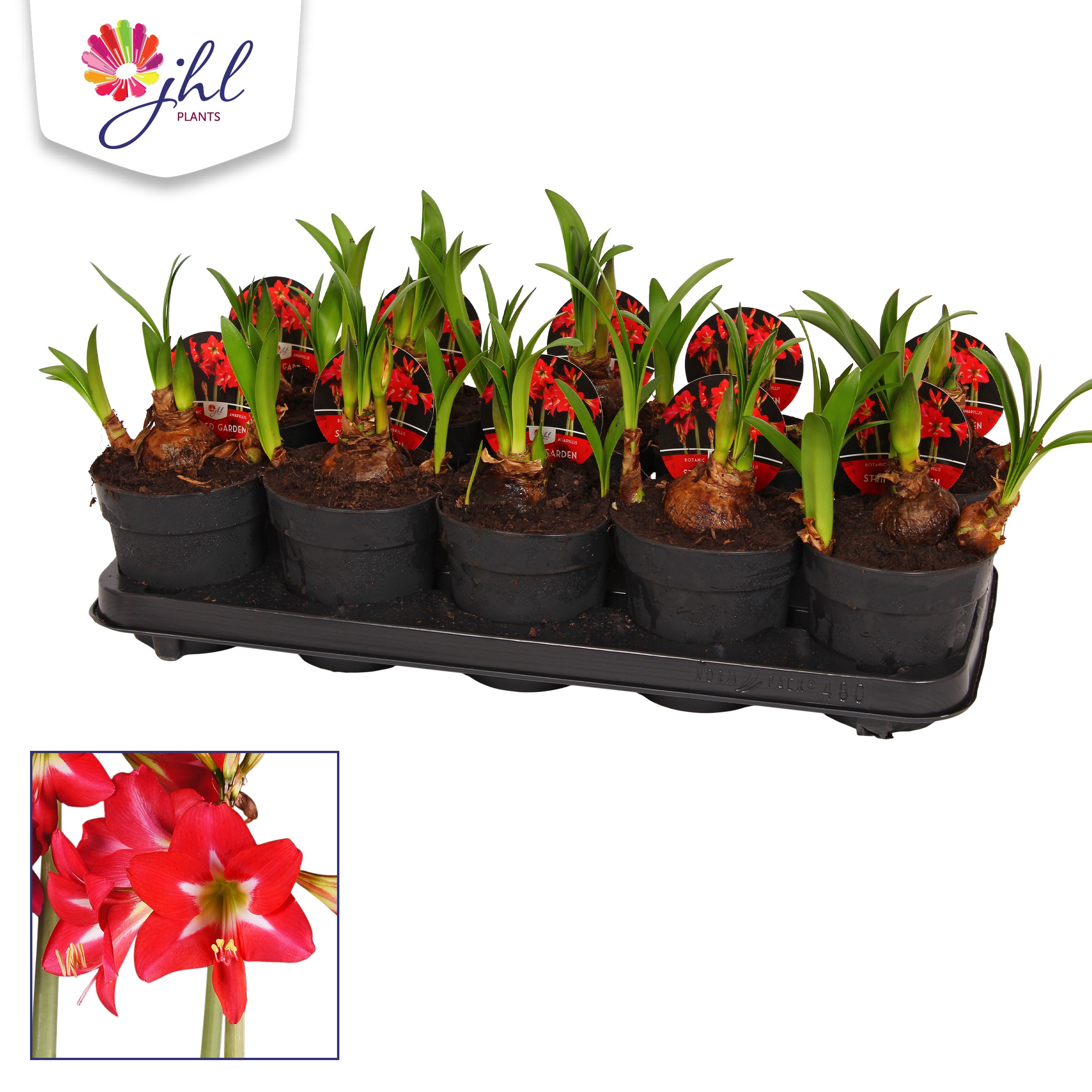 Picture of Hippeastrum Striped Garden (Multiflower) P12 25CM