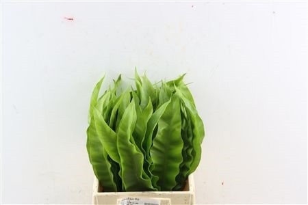 Aspidistra Leaves Bunch 45cm