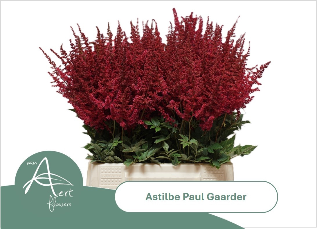 Astil Ar Paul Gaarde