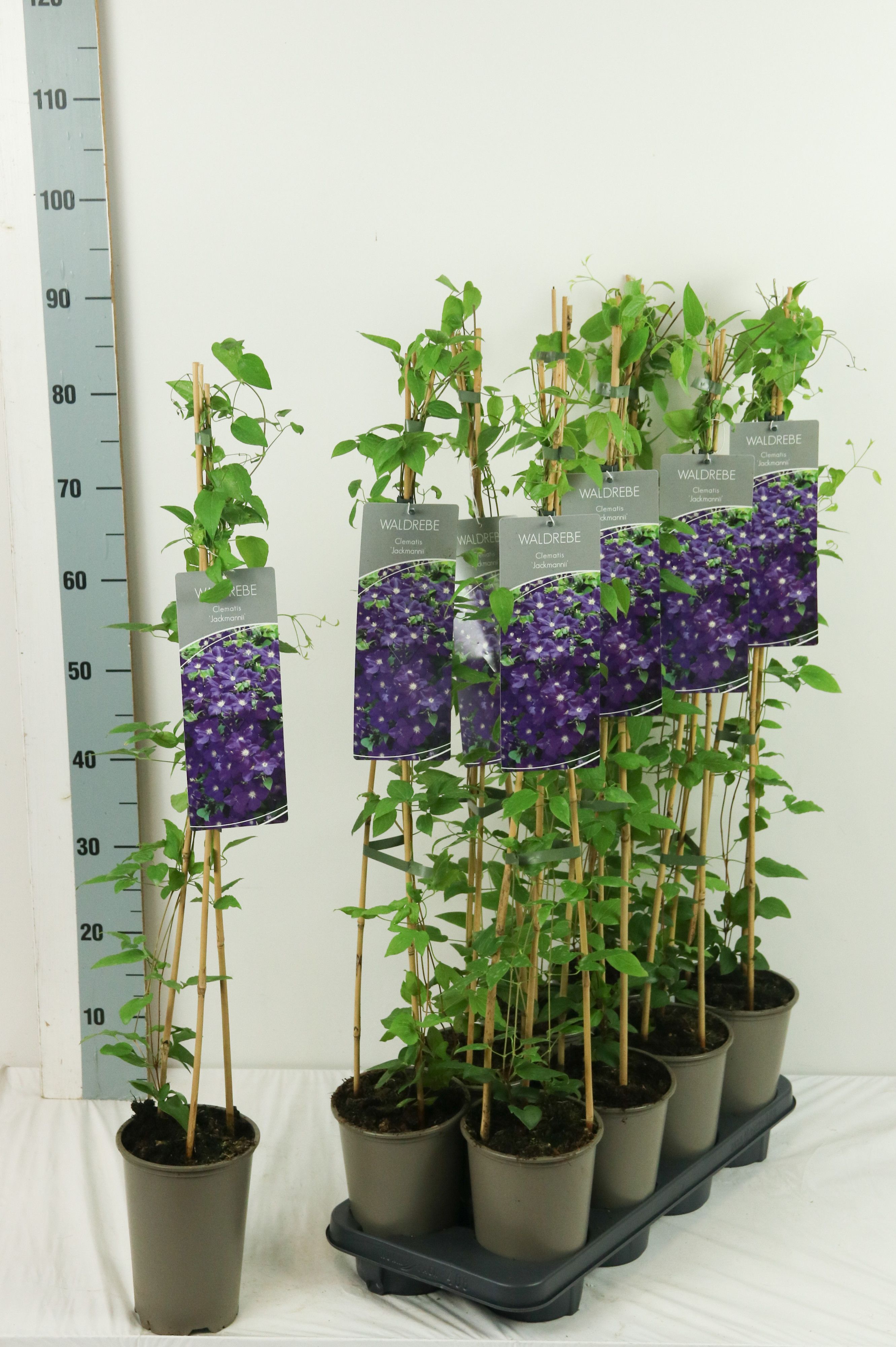 Clematis 'Jackmanii'